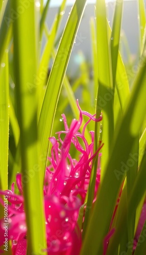 Sun-dappled grass blades, dewdrop-kissed, framing a vibrant textile fragment, a whisper of a joyful gathering,  dew,  forest