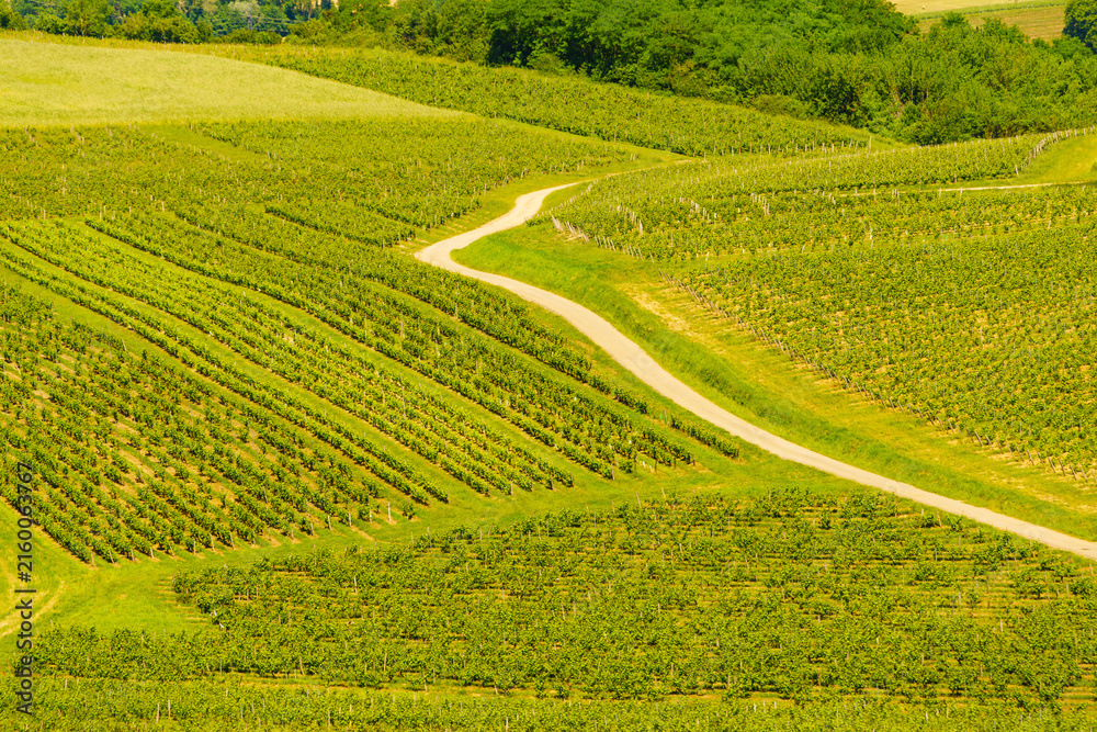 Naklejka premium Vineyards on hills, Jura wine region, Bourgogne-Franche-Comte in eastern France.