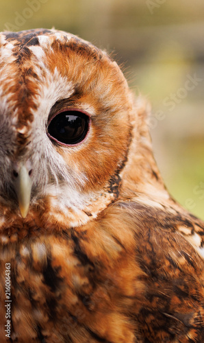 eagle owl portrait