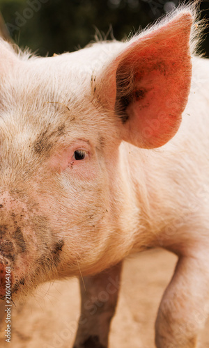 pig on the farm