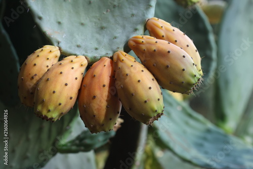 Prickly Pear Cactus Fruits Growing on Green Opuntia Pad