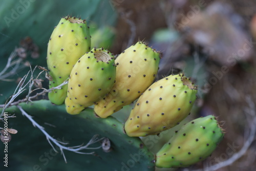 Prickly Pear Cactus Fruits Growing on Green Opuntia Pad