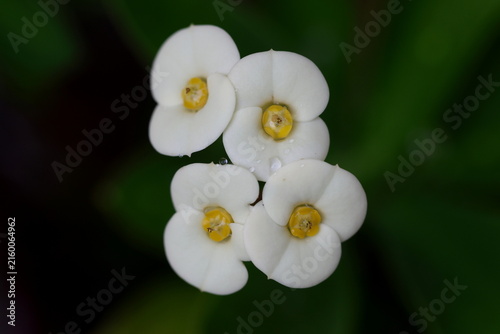 Close Up View of White Crown of Thorns Blooms with Yellow Centers
