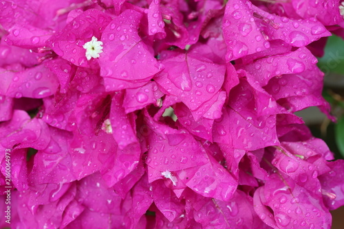 Vibrant Pink Bougainvillea Bracts Covered with Fresh Rain Drops