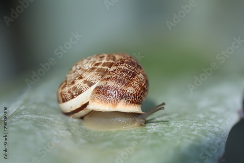 Close Up View of a Garden Snail Crawling on a Leaf