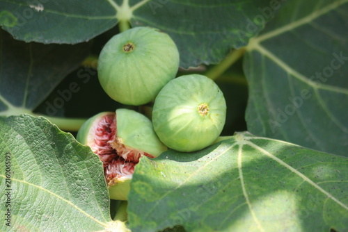 Unripe and Split Green Figs Growing on Tree Branch with Broad Leaves
