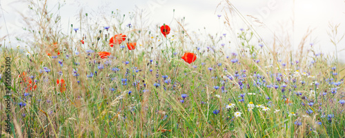 Scenic view of bright red blossoming poppy corn flowers on beautiful green wildflower grassland meadow at warm sunny sunrise or sunset morning light. Scenic nature biodiversity wild floral background