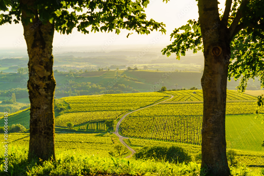 Naklejka premium Vineyards on hills, Jura wine region, Bourgogne-Franche-Comte in eastern France.