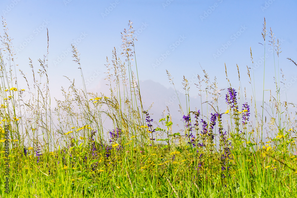 Fototapeta premium Summer meadow and mountains on horizon. L'Obiou in Alps, France.