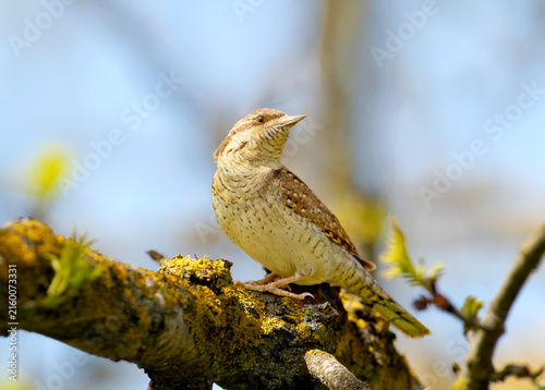 Obraz na płótnie Eurasian Wryneck (Jynx torquilla) perching on a thick lichen-covered tree branch, turning its head slightly to showcase its streaked throat and back