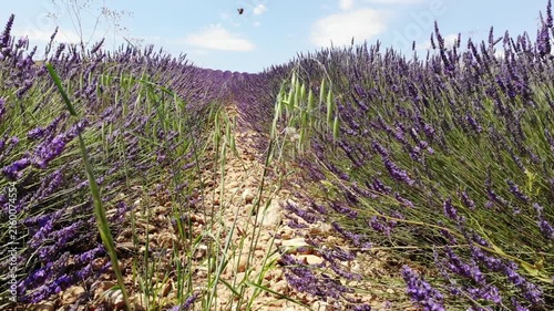 Aerial view. Field with rows of blooming lavender plant. Provence in France.
