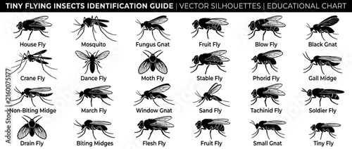Obraz na plátne Vector Silhouettes of Various Small Flying Insects
