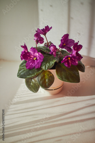 Beautiful purple African violet Phobos variety with vibrant magenta flowers and yellow centers. Indoor houseplant with fuzzy green leaves blooming on windowsill.