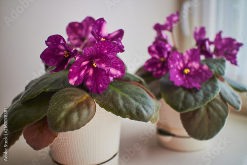 Beautiful purple African violet Phobos variety with vibrant magenta flowers and yellow centers. Indoor houseplant with fuzzy green leaves blooming on windowsill.