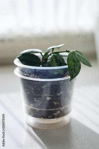 Young Hoya Mathilda Silver houseplant with spotted green leaves in transparent plastic pot. Indoor decorative plant on white surface with natural lighting.