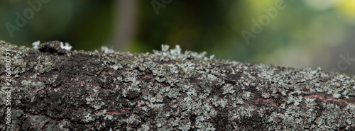 Close-up of tree bark covered in pale green lichen and moss with natural texture