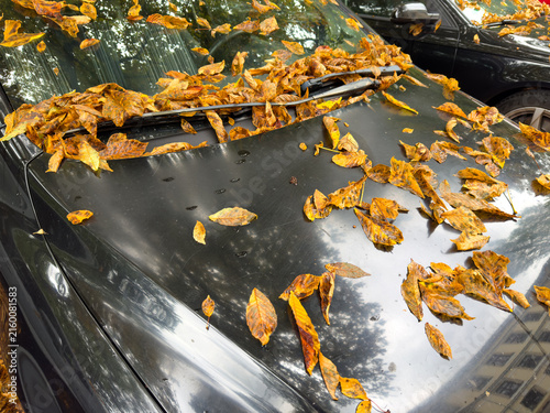 Autumn Leaves on a Car Hood – Seasonal Road Safety, Visibility and Safe Driving Concept