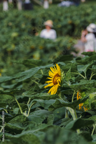 Side View of Sunflower in a Summer Field with Blurred Visitors
