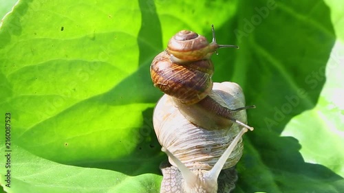 THREE brown garden snails climb up a thin plant stem near green leaves, one gradually crawling over the shell of another and moving steadily upward in bright daylight outdoors.