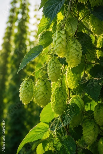 Hop cones hanging on a bine in a hop garden close up
