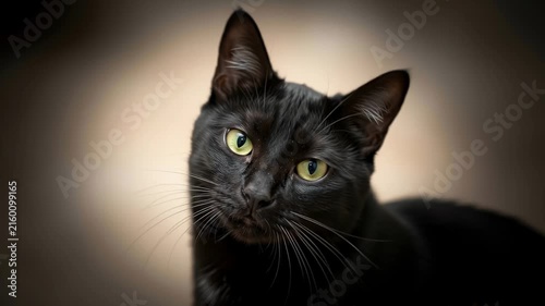 Portrait of a black cat with yellow eyes