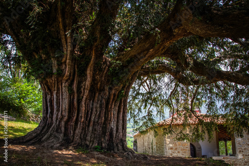 Canvastavla Ancient yew tree of Bermiego and chapel. Asturias. Spain