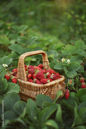 Still-life. A photo of a basket with ripe strawberries on a garden bed.