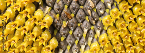 Close-up of sunflower florets and developing seeds in a vibrant yellow flower...