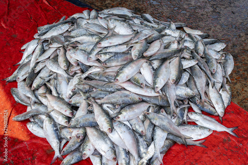 View of a large pile of fresh Hilsa fish displayed on a red tarp at Fishery Ghat in Chittagong, Chittagong Division, Bangladesh.
