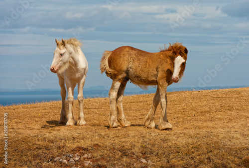 Cuadro en lienzo Two wild Welsh pony foals on the cliff tops at Rhossili bay.