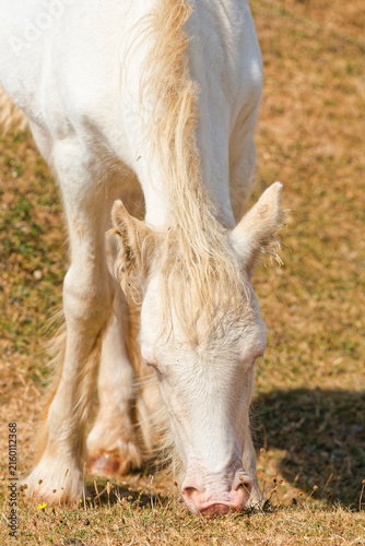 Canvastavla White Welsh mountain pony grazing in the summer sun.