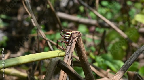 Argiope bruennichi or wasp spider. It is a species of orb- weaver spider found in Europe, Asia and Africa. This species features distinctive yellow, white and black markings on its abdomen.