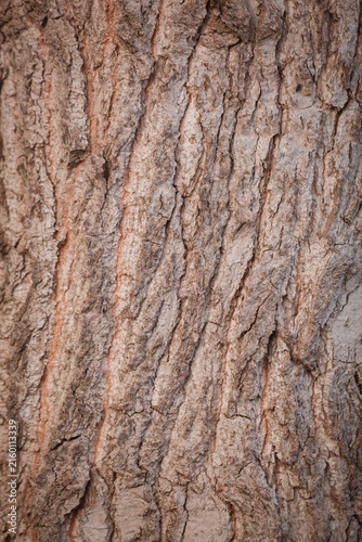 tree bark texture