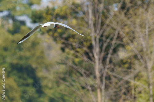 Fotografía Black-headed Gull Flying in Lednice⁠