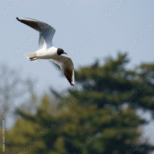 Fotografie Black-headed Gull Flying in Lednice⁠