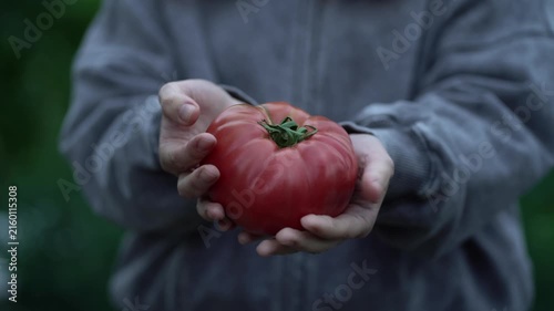 Close-up of both hands presenting a juicy heirloom tomato, perfect for agriculture, harvest, and farm-to-table marketing visuals.