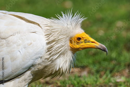 Fotografía Egyptian Vulture Close Up Portrait⁠