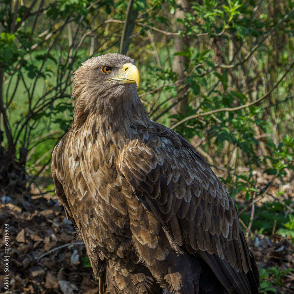 Naklejka premium White-tailed Eagle Portrait Close Up⁠