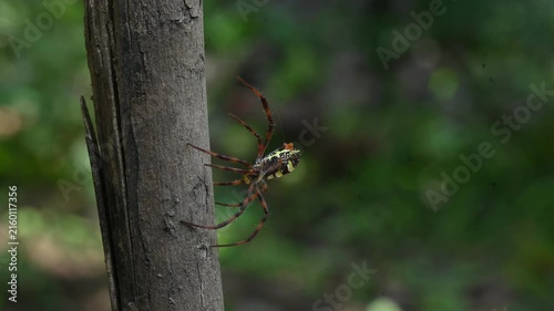 Argiope bruennichi or wasp spider. It is a species of orb- weaver spider found in Europe, Asia and Africa. This species features distinctive yellow, white and black markings on its abdomen.