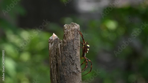 Argiope bruennichi or wasp spider. It is a species of orb- weaver spider found in Europe, Asia and Africa. This species features distinctive yellow, white and black markings on its abdomen.
