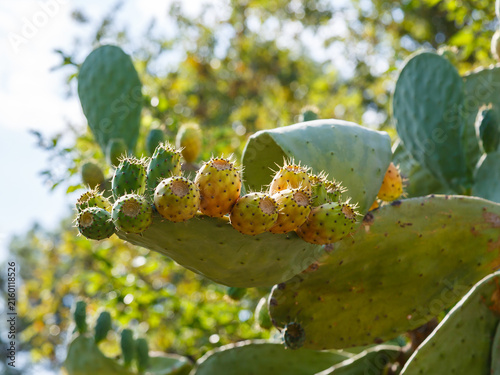 Fotografie Indian prickly pea, or prickly pear cactus, also known as fig prickly pear (Lati