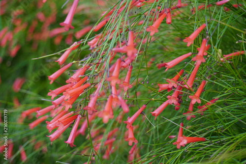 Red flowers of Phyllocarpus septentrionalis Donn. Smith (Monkey Flower Tree, Fire of Pakistan) on tree. Blurred and defocused.