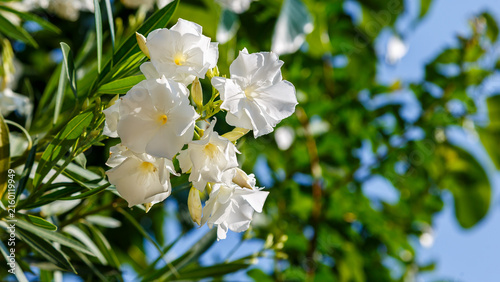 Obraz na plátně White double oleander (lat