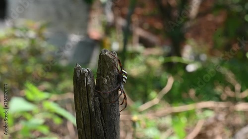 Argiope bruennichi or wasp spider. It is a species of orb- weaver spider found in Europe, Asia and Africa. This species features distinctive yellow, white and black markings on its abdomen.