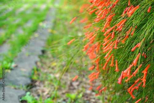 Red flowers of Phyllocarpus septentrionalis Donn. Smith (Monkey Flower Tree, Fire of Pakistan) on tree. Blurred and defocused.