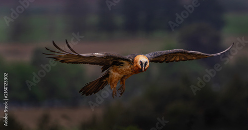 Bearded vulture in flight in the Drakensberg