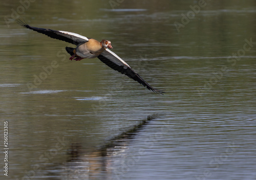 Egyptian goose in flight over water with reflection