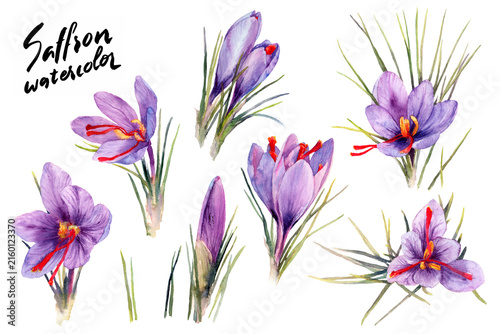 Saffron crocus watercolor flower collection with purple blooms