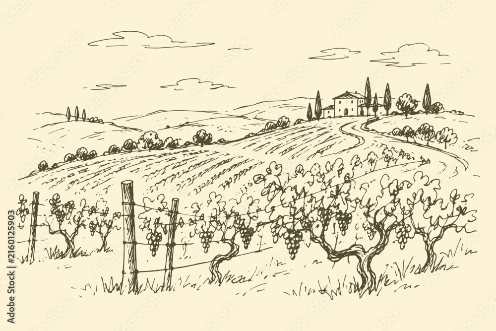 Fototapeta premium Vineyard Estate Landscape Sketch Illustration