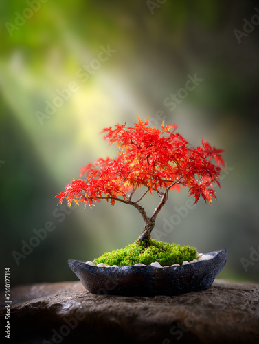 Red Bonsai Tree with Vibrant Autumn Foliage in Decorative Pot